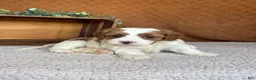 Havanese dogs for sale: Shelby  - Ad 7