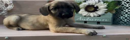 Mixed Breed dogs for sale: Mixed Breed 2 - Ad 4