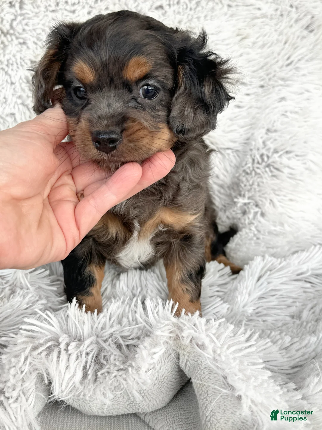 Cavapoo dogs for sale: Epcot - Ad 3