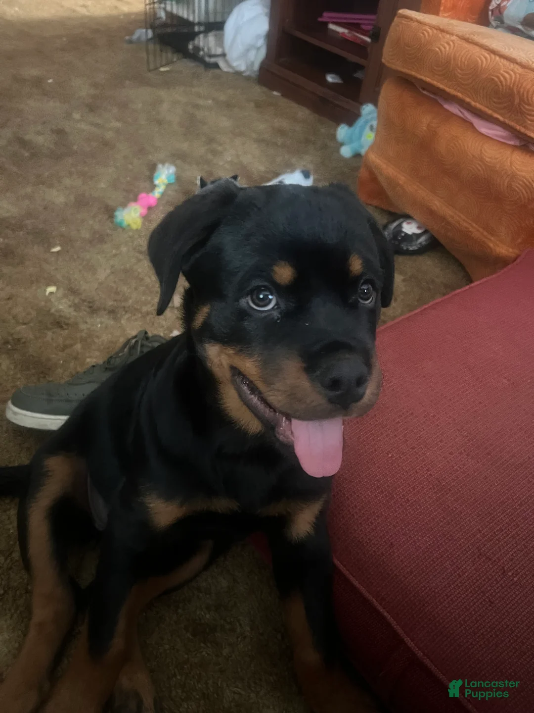 Rottweiler dogs for sale: Rottweiler Puppy 1 - Ad 2