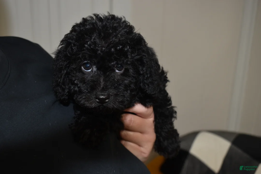 Mixed Breed dogs for sale: Bella - Ad 2