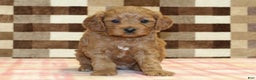 Cavapoo dogs for sale: Fancy - Ad 3