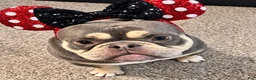 American Bully dogs for sale: Krillin - Ad 25