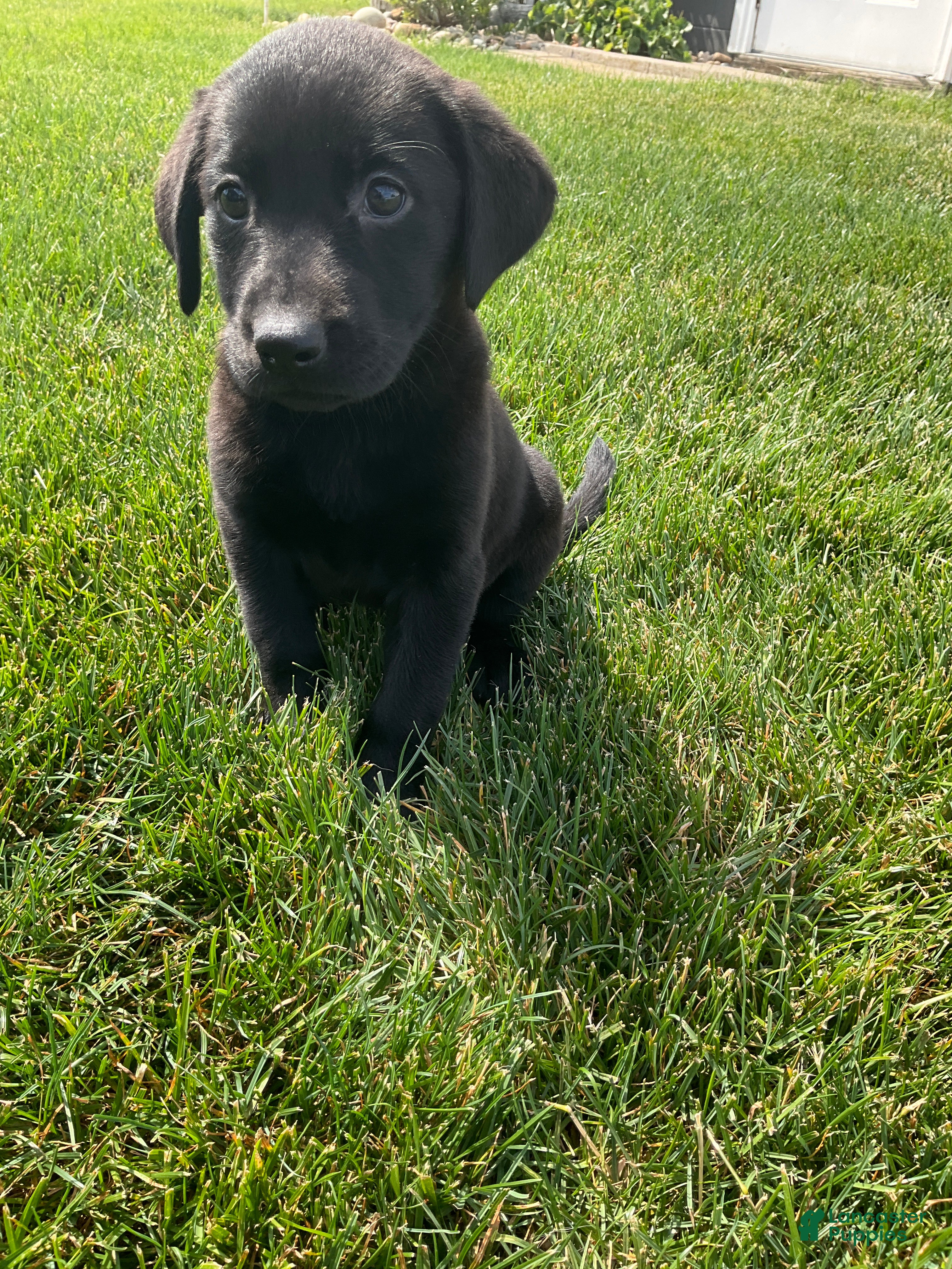 Labrador Retriever dogs Dottie - Ad 1