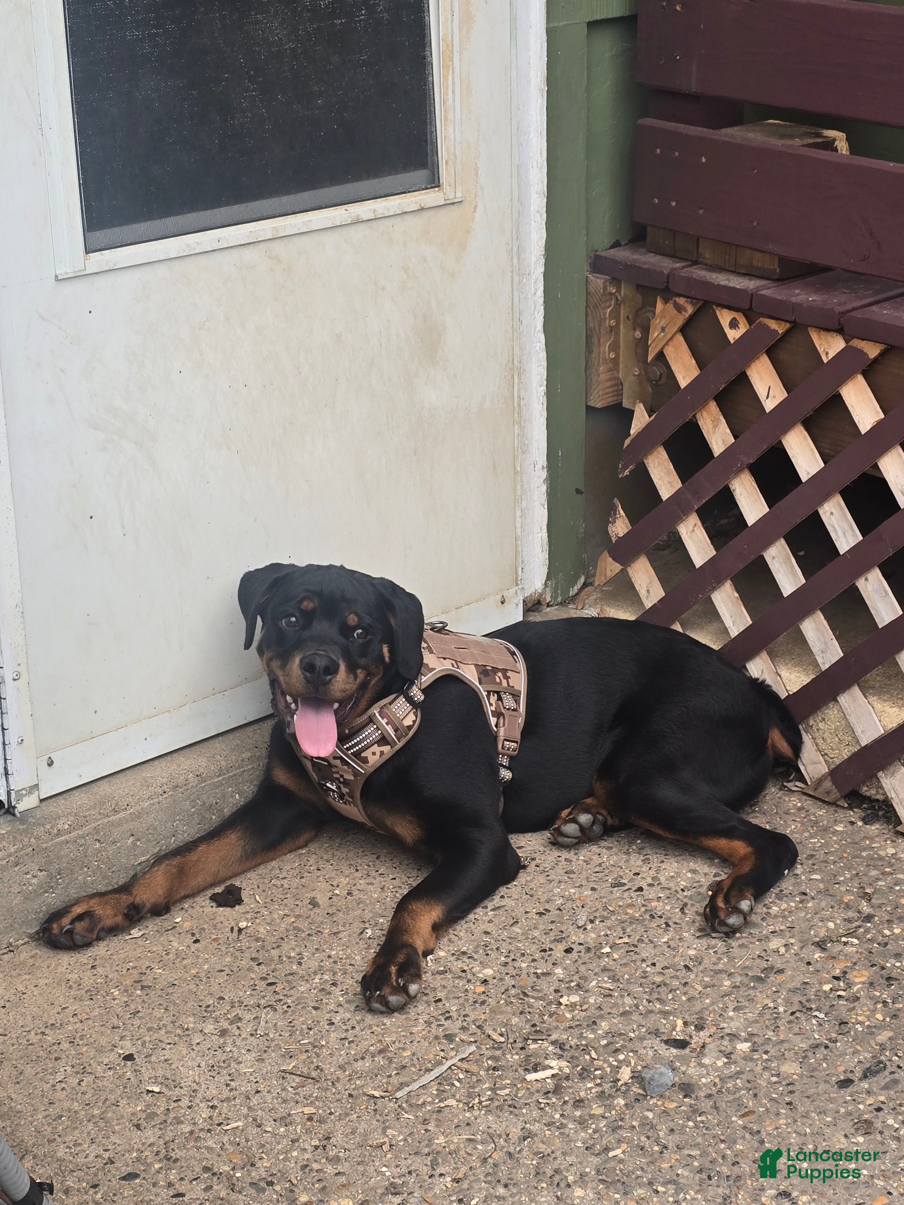 Rottweiler dogs Legend - Ad 2