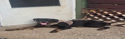 Rottweiler dogs for sale: Legend - Ad 2