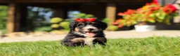 Mini Bernedoodle dogs for sale: Moonstone - Ad 3