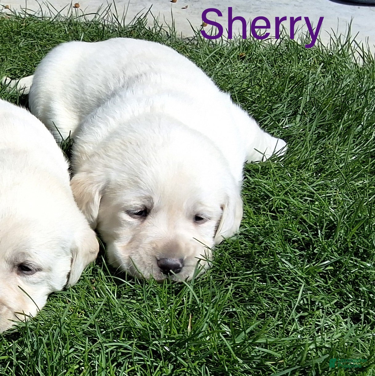 Labrador Retriever dogs Sherry  - Ad 1