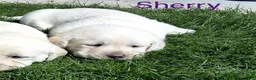 Labrador Retriever dogs for sale: Sherry  - Ad 1