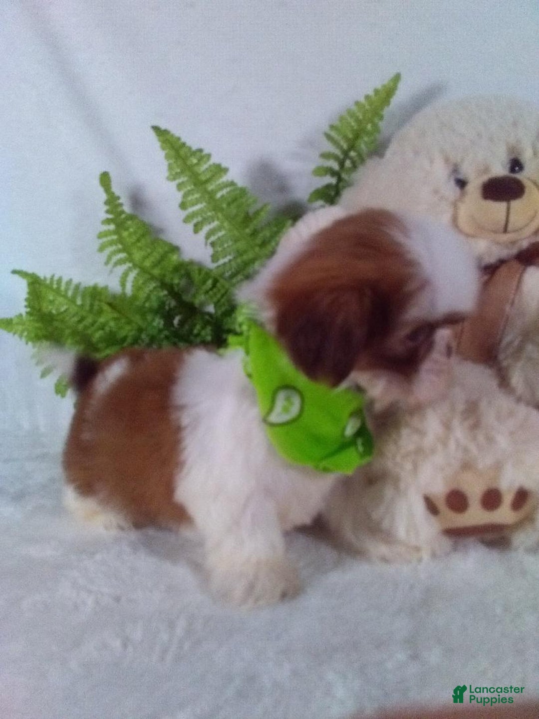 Shih Tzu dogs for sale: Benji - Ad 4
