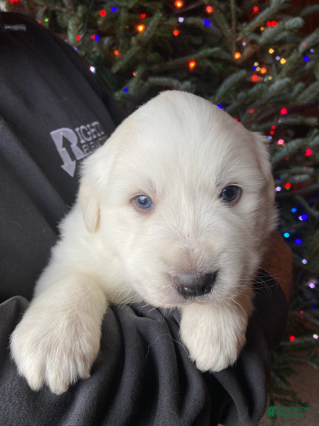 Great Pyrenees dogs for sale: Great Pyrenees Male Puppy - Orange  - Ad 3