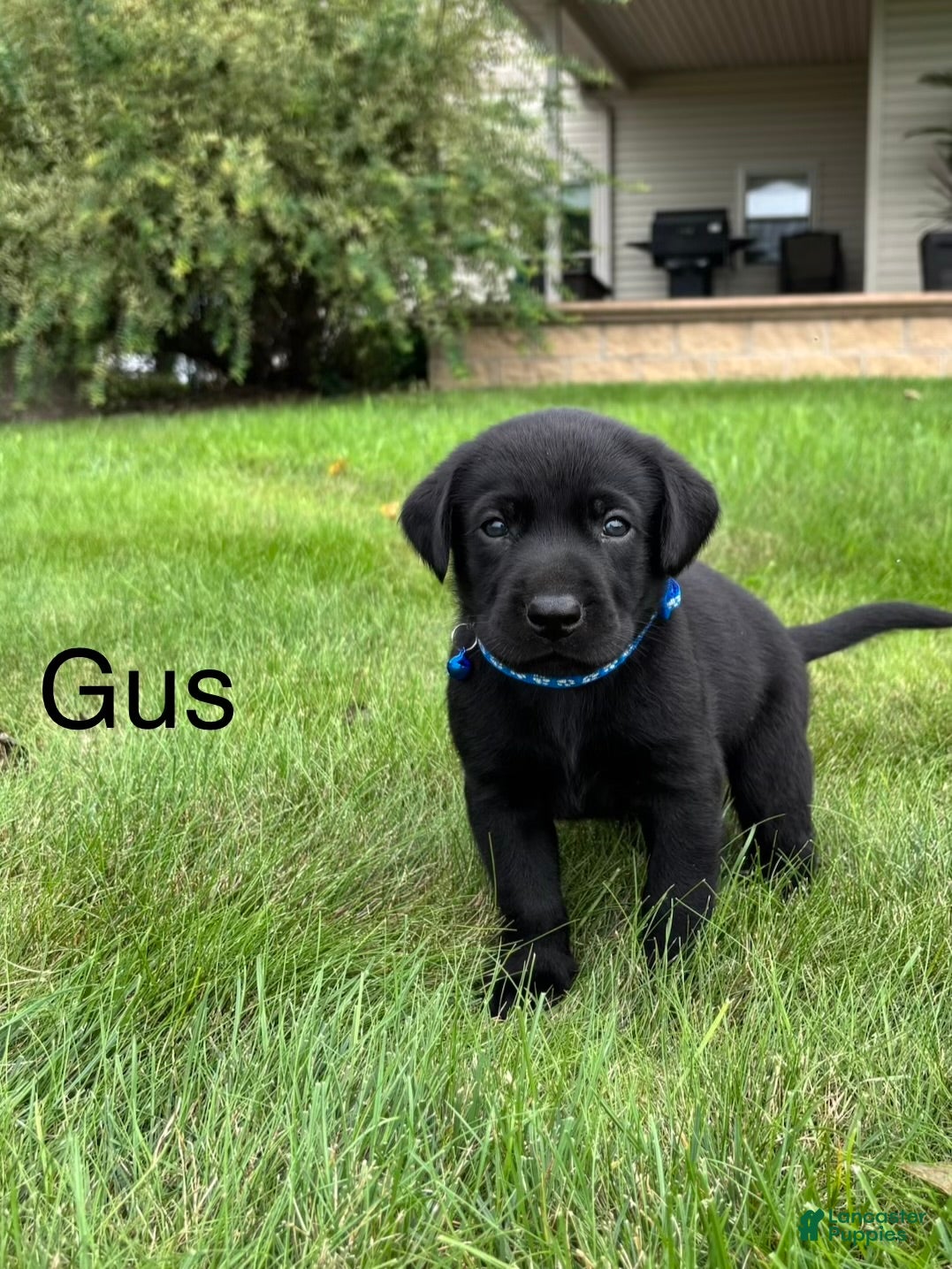 Labrador Retriever dogs Gus - Ad 1