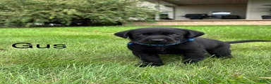 Gus