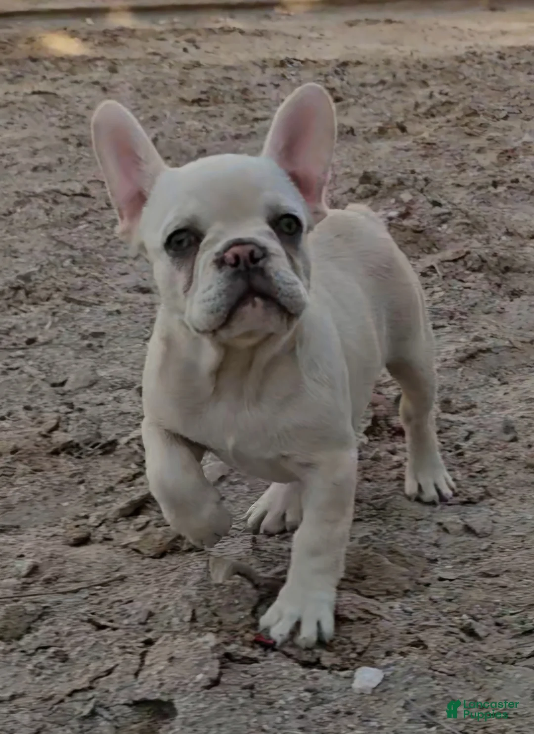 French Bulldog dogs for sale: French Bulldog Puppy 5 - Ad 2