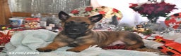 Belgian Malinois dogs for sale: Diesel - Ad 4