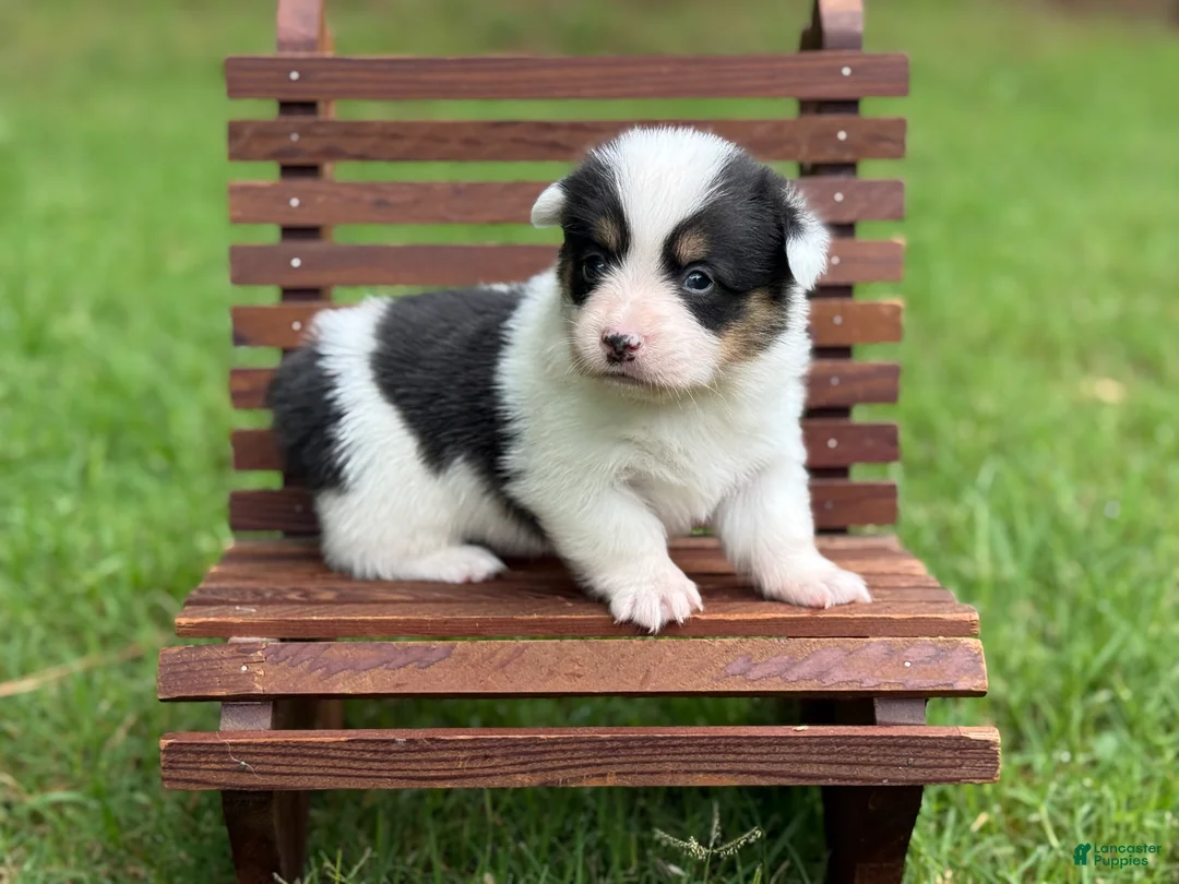 Mixed Breed dogs for sale: Mismark Girl - Ad 1