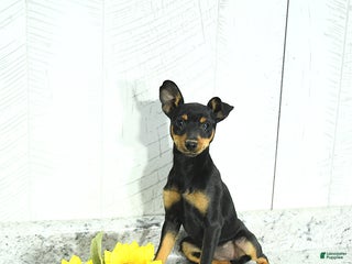 Miniature Pinscher dogs - Ad 6