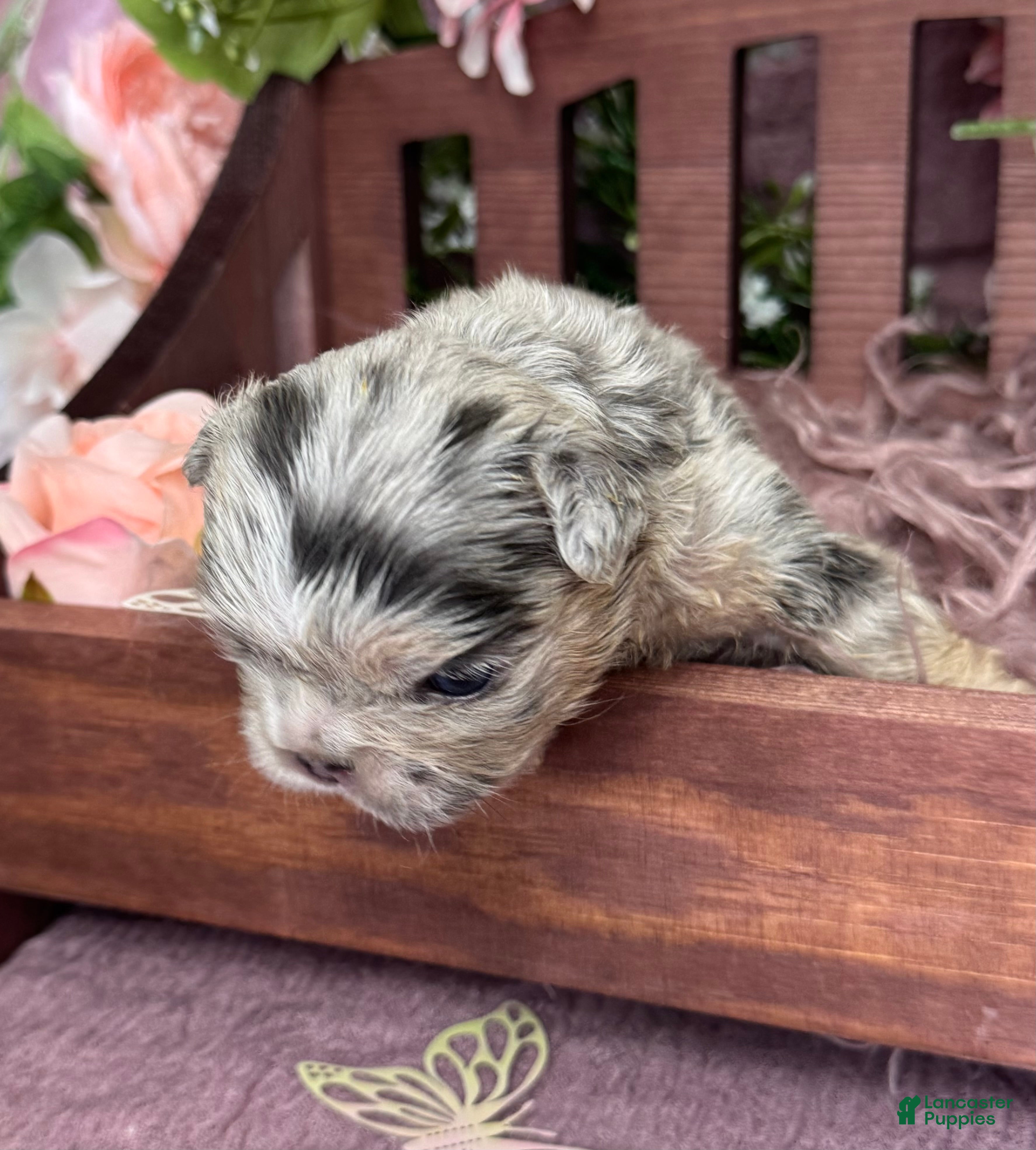 French Bulldog dogs Mrs. Pound Cake  - Ad 2