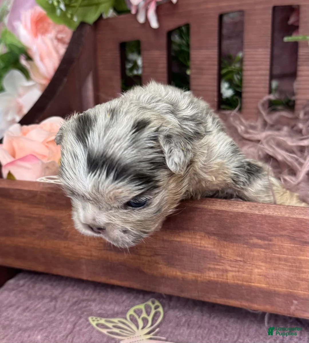French Bulldog dogs for sale: Mrs. Pound Cake  - Ad 2