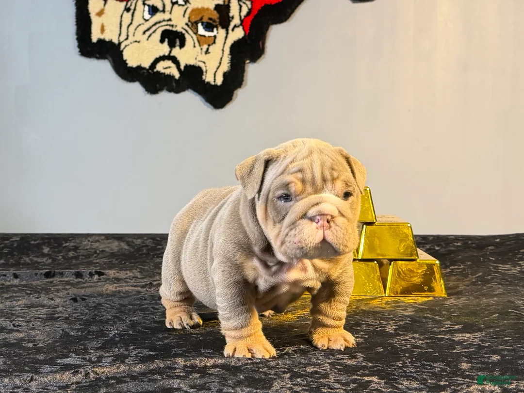 English Bulldog dogs for sale: English Bulldog Puppy 2 - Ad 5