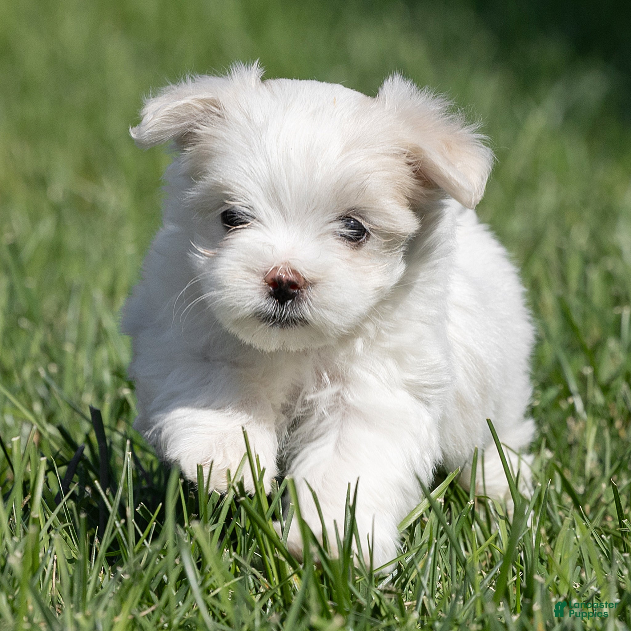 Maltese dogs for sale: Pearl Maltese  - Ad 1
