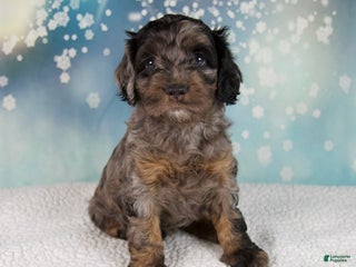 Cockapoo dogs Callie - Ad 1