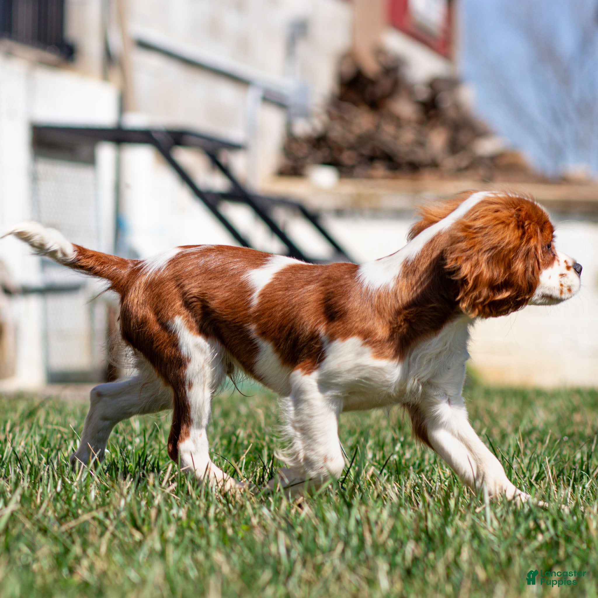 Cavalier King Charles Spaniel dogs Liam - Ad 1