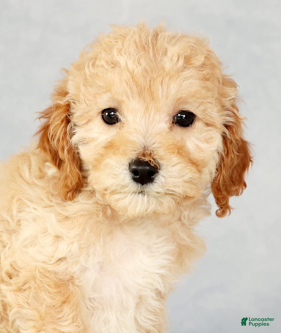 Cavapoo dogs for sale: Alicia - Ad 8