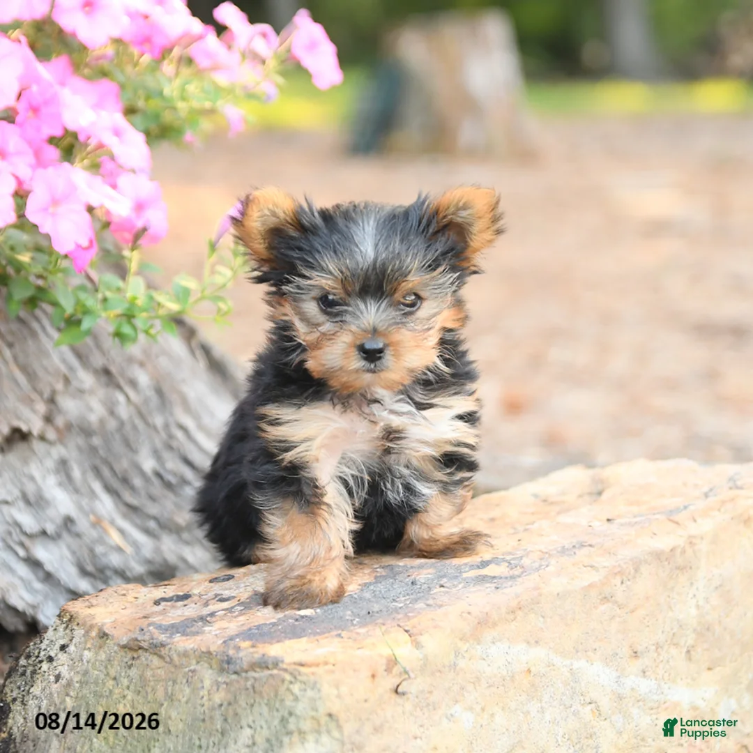 Yorkshire Terrier dogs for sale: Minnie - Ad 1