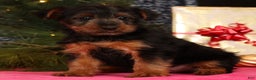 Yorkshire Terrier dogs for sale: Mitch - Ad 2