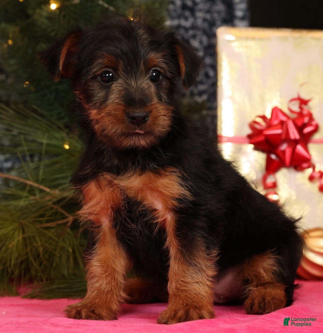 Yorkshire Terrier dogs for sale: Mitch - Ad 2