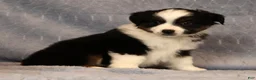 Miniature Australian Shepherd dogs for sale: Franklin - Ad 6