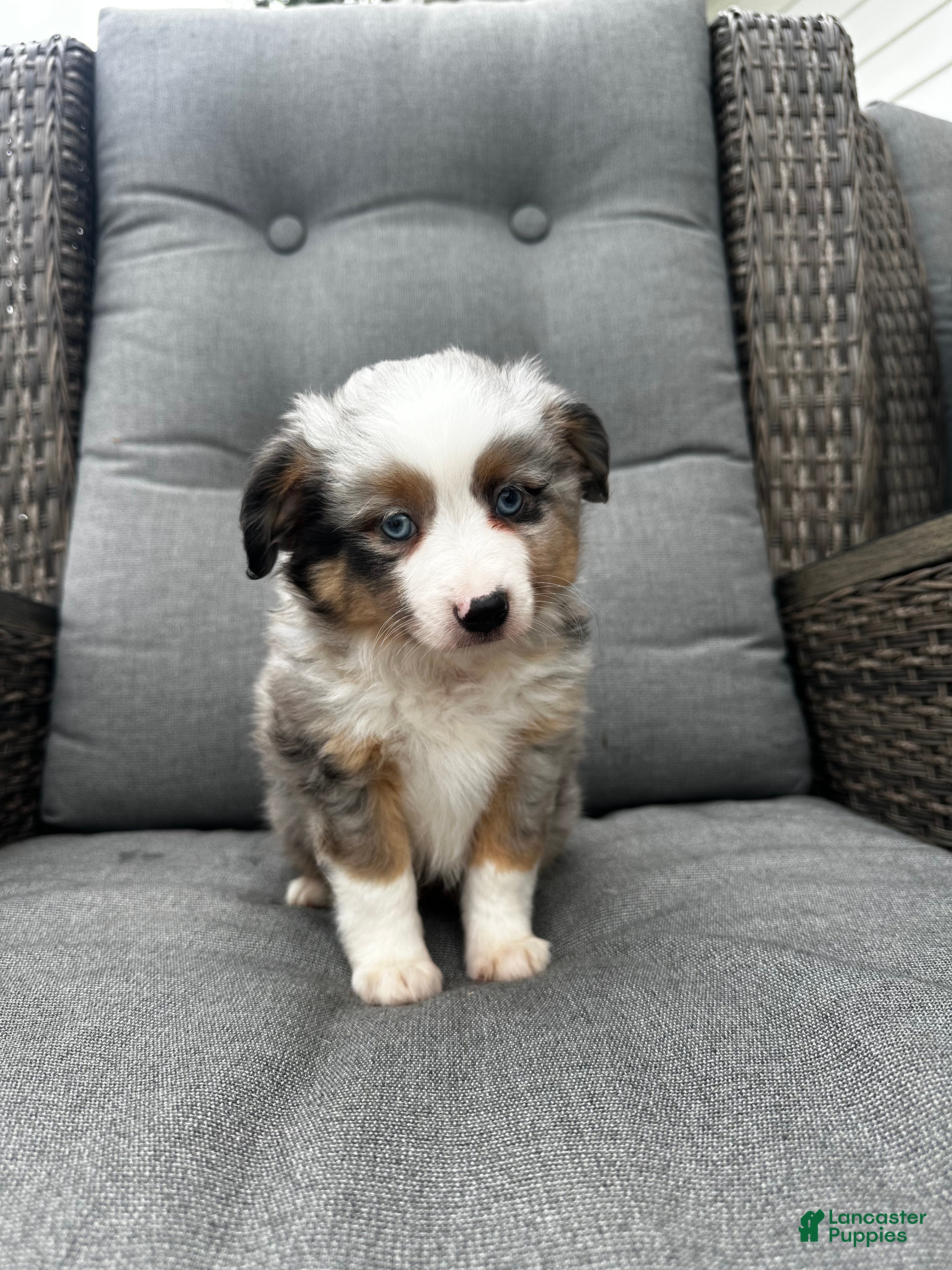 Australian Shepherd dogs Mini Australian Shepherd Dexter - Ad 1