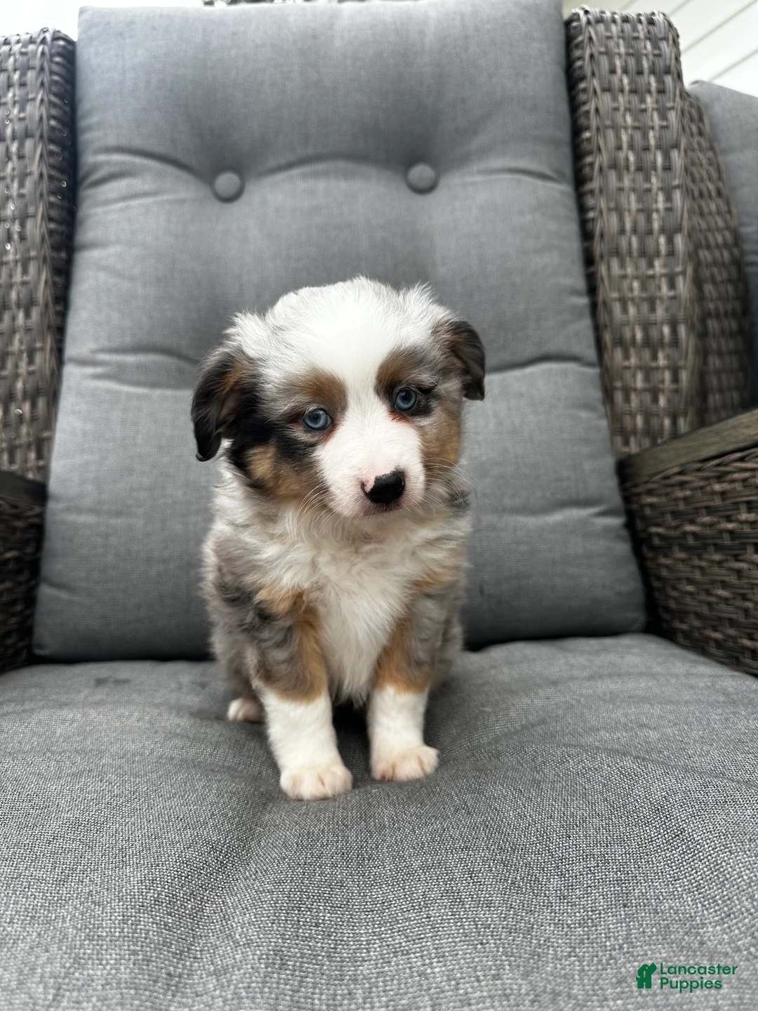 Australian Shepherd dogs for sale: Mini Australian Shepherd Dexter - Ad 1