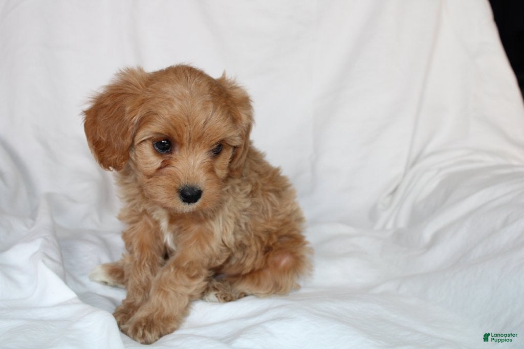 Mixed Breed dogs CavaPooChon female JANE - Ad 2