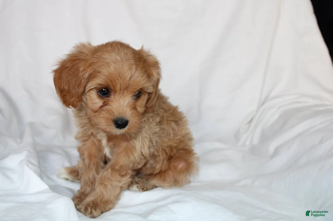 Mixed Breed dogs for sale: CavaPooChon female JANE - Ad 2