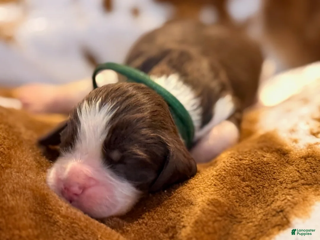 English Springer Spaniel dogs for sale: Liver Tri tick-Male - Ad 4