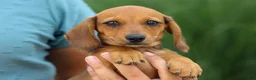 Miniature Dachshund dogs for sale: Sasha 🩷 - Ad 10