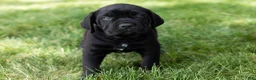 Cane Corso dogs for sale: Paisley  - Ad 2