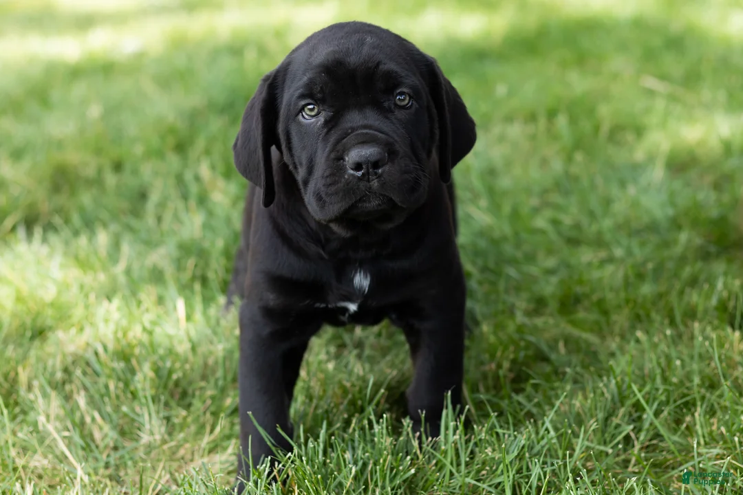 Cane Corso dogs for sale: Paisley  - Ad 2