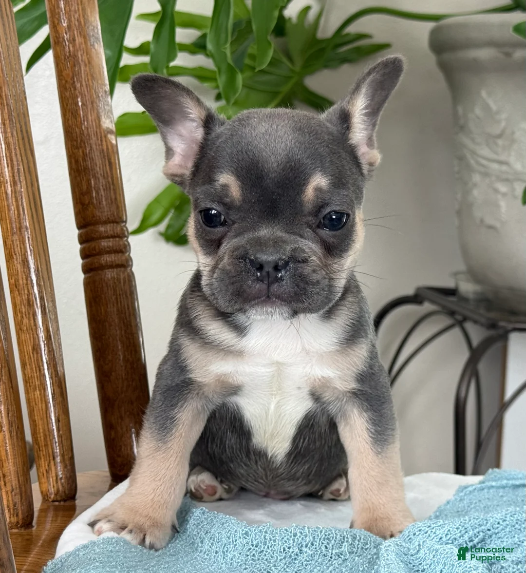 French Bulldog dogs for sale: Wyatt - Ad 11