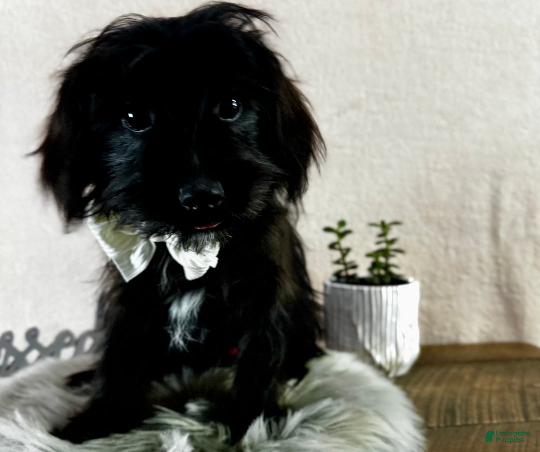 Yorkiepoo dogs for sale: Bennett - Ad 17