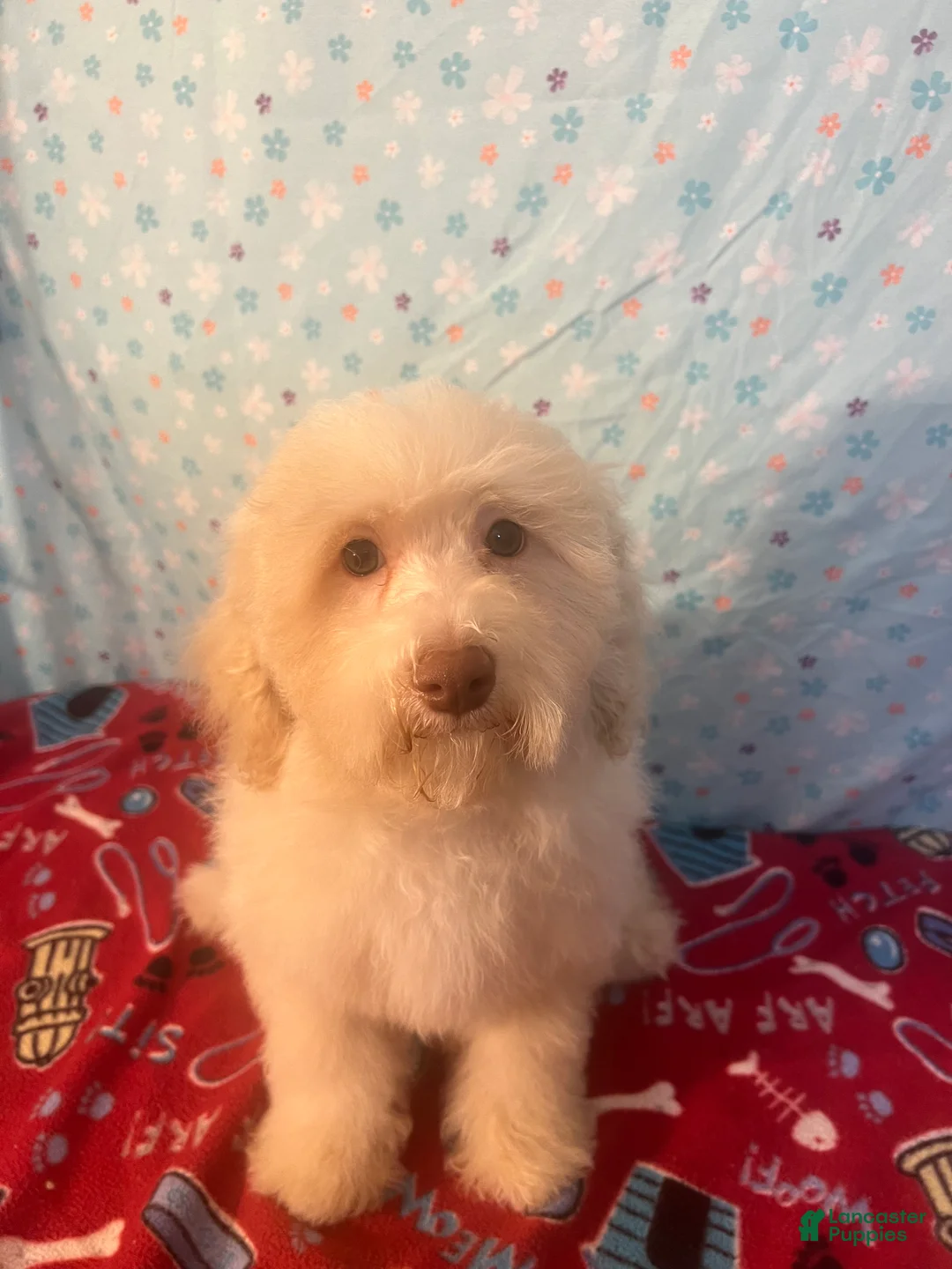 Miniature Poodle dogs for sale: Fire - Ad 37