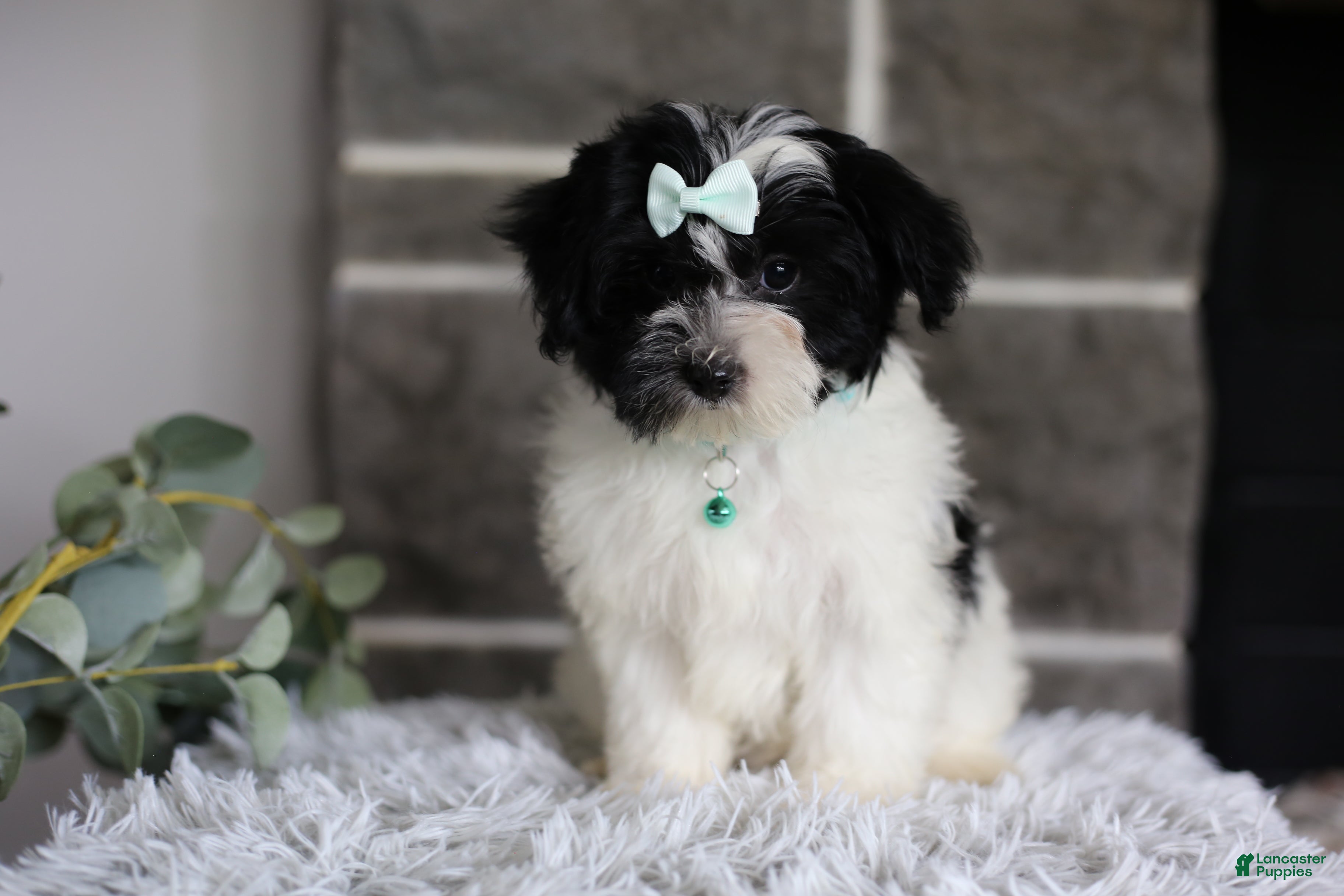 Maltipoo dogs Izzy - Ad 1