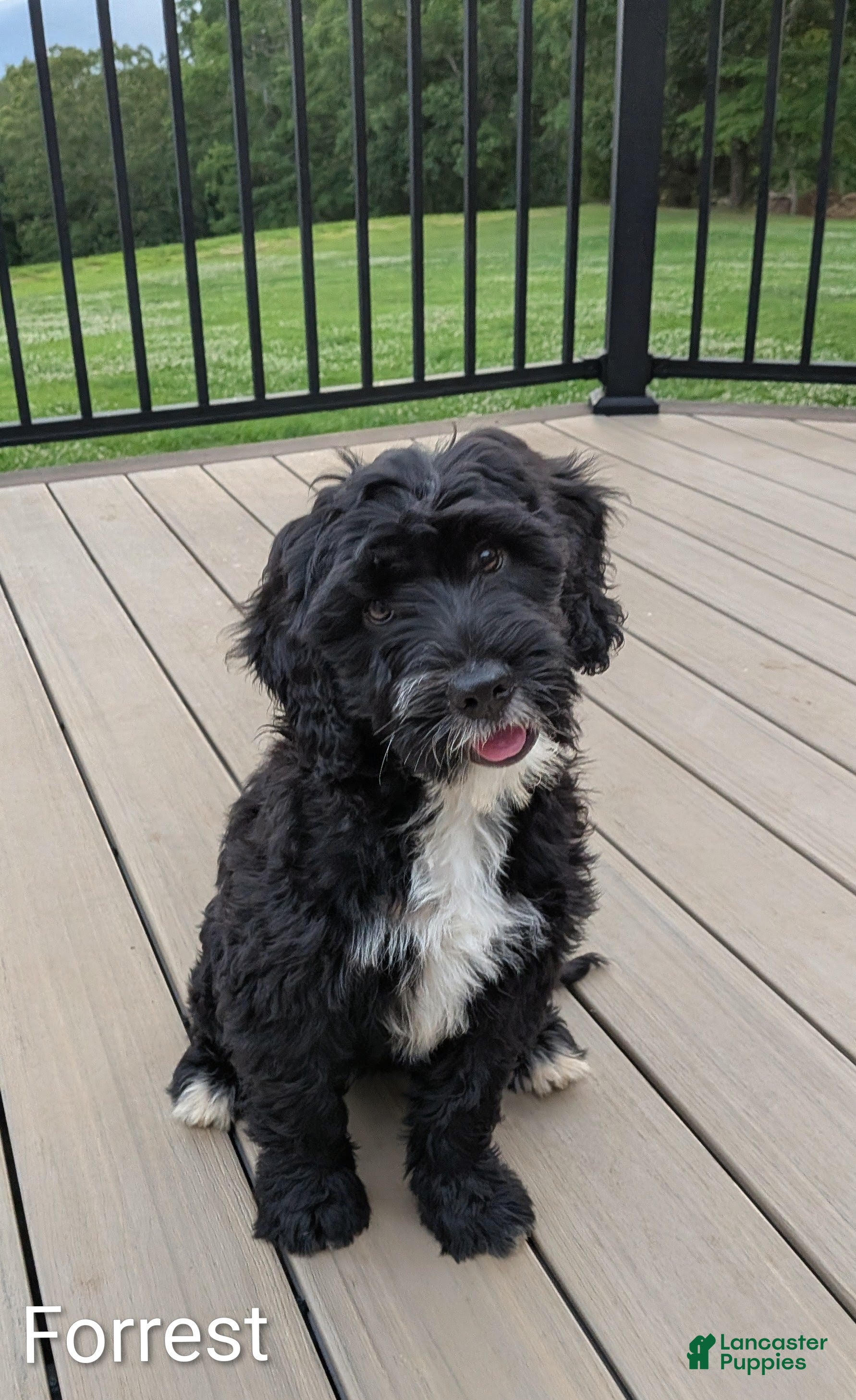 Mixed Breed dogs Forrest - Ad 2