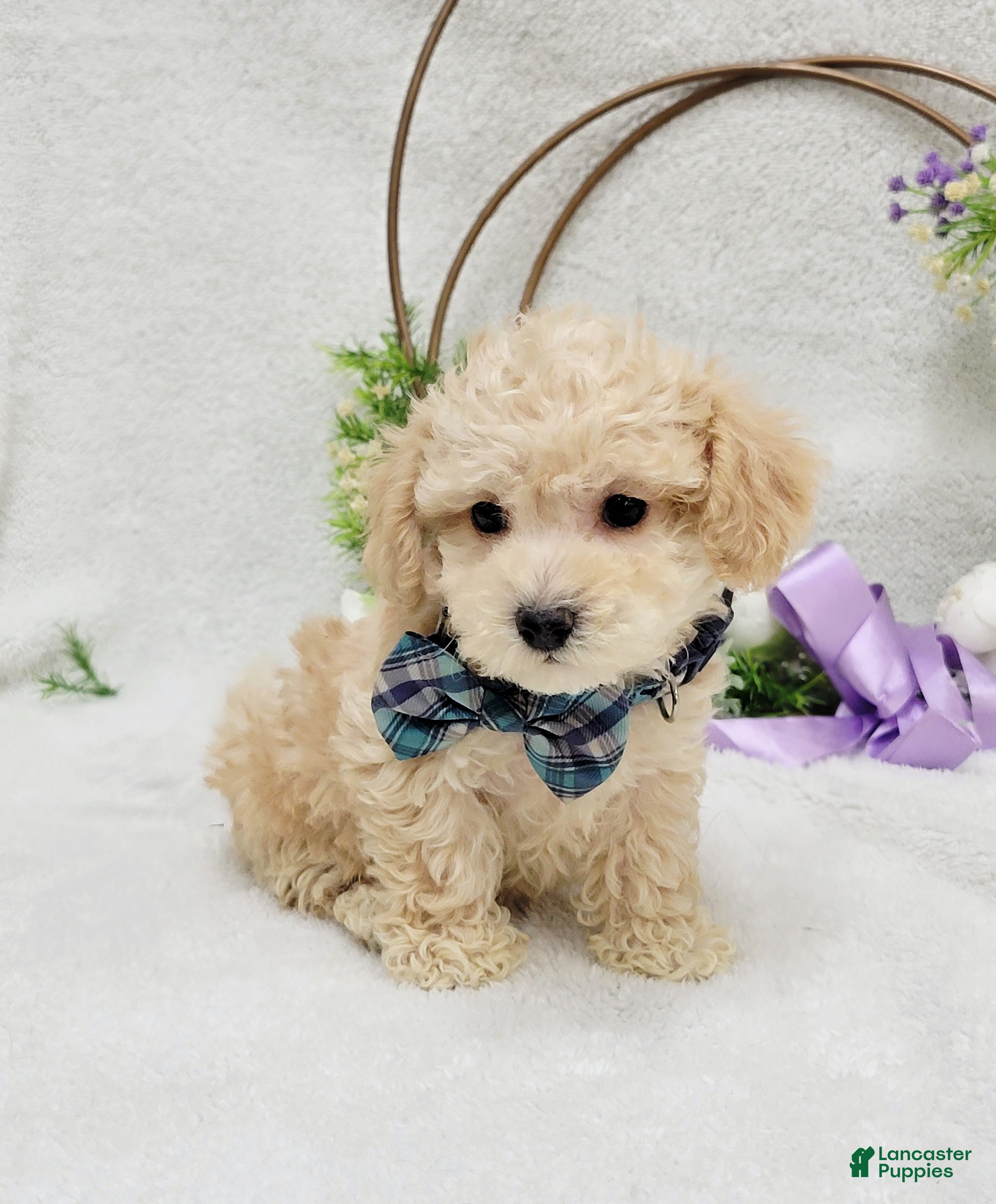 Maltipoo dogs Biscuit  - Ad 6