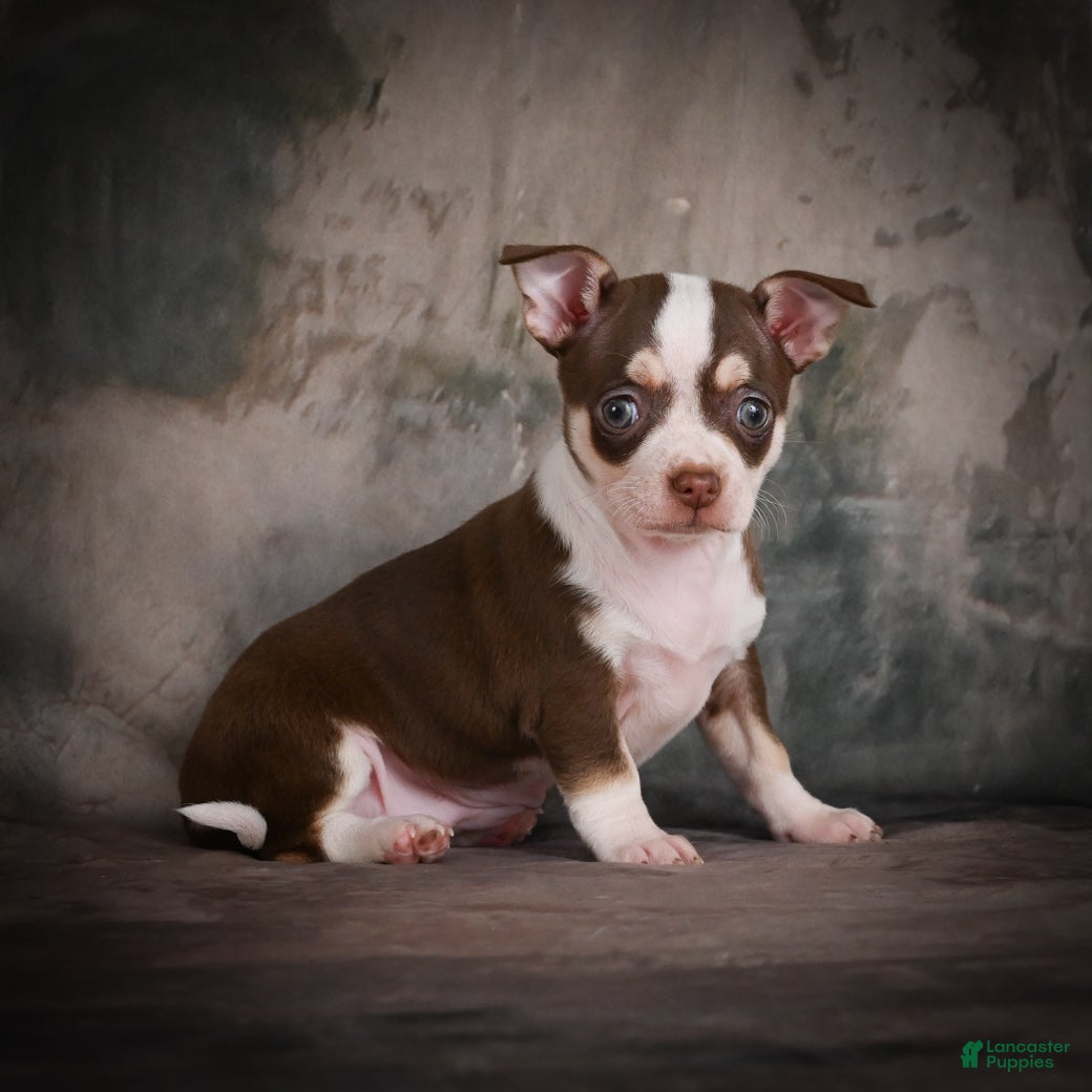 Chihuahua dogs CoCo - Ad 2
