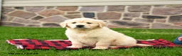 Golden Retriever dogs for sale: Rita - Ad 2