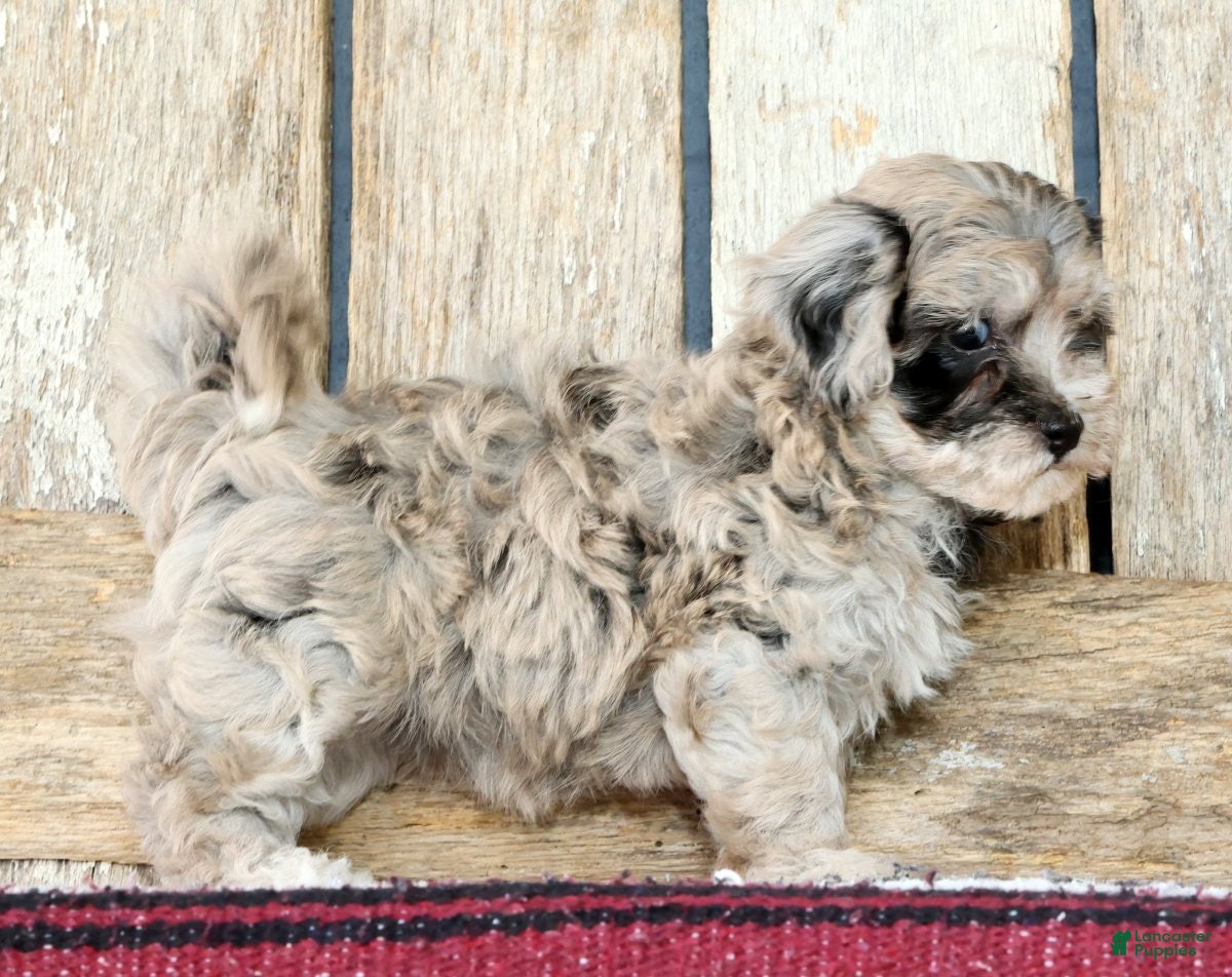 Havapoo dogs Maggie - Ad 2