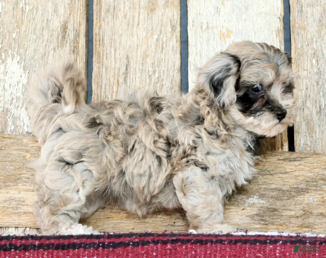 Havapoo dogs for sale: Maggie - Ad 2